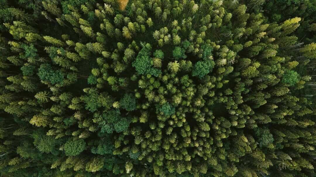Beschreibendes Bild für Rief-Holzbau